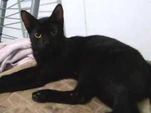 Gato raça Vira lata idade 7 a 11 meses nome Tom