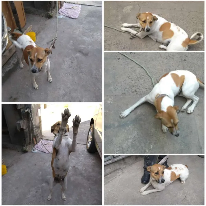 Cachorro raça Vira lata idade 3 anos nome Bubba