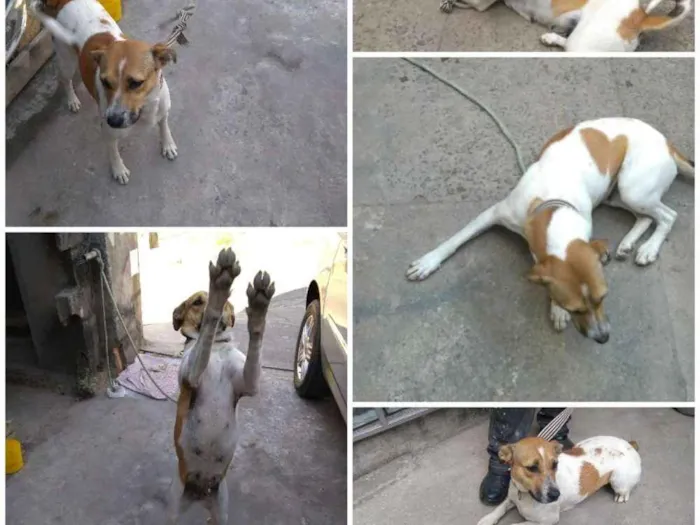 Cachorro raça Vira lata idade 3 anos nome Bubba