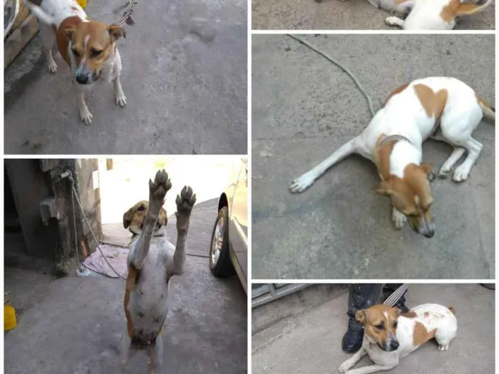 Cachorro raça Vira lata idade 3 anos nome Bubba