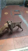 marrom