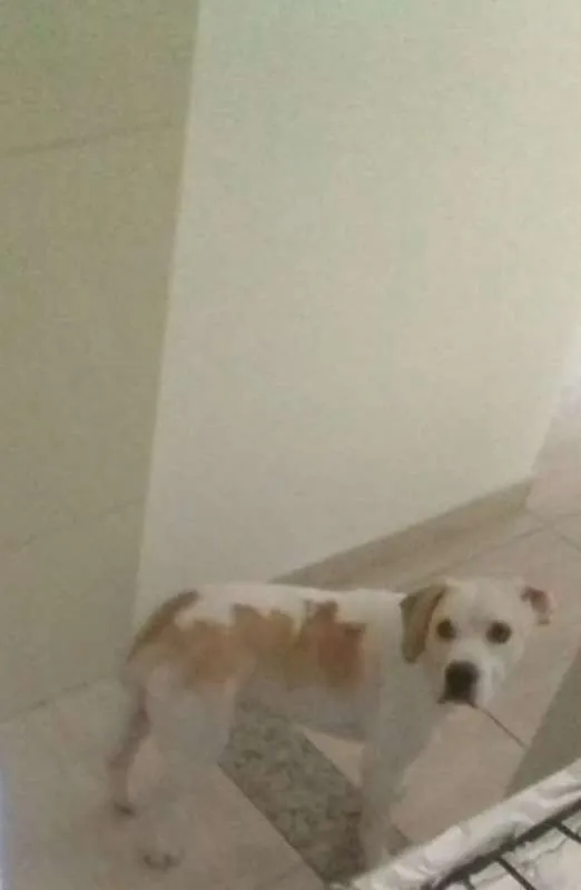 Cachorro ra a vira lata idade 1 ano nome thor