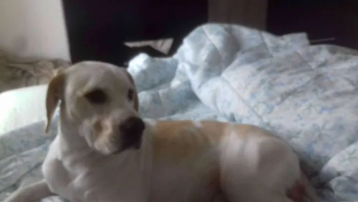 Cachorro ra a vira lata idade 1 ano nome thor
