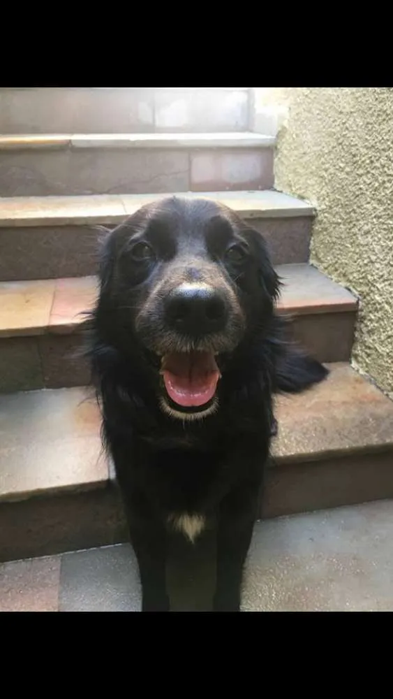 Cachorro ra a SDR idade 1 ano nome Sem nome