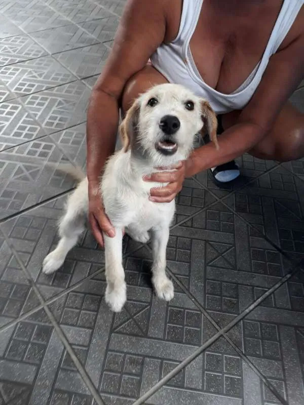 Cachorro ra a SRD idade 1 ano nome ted