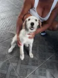 ted