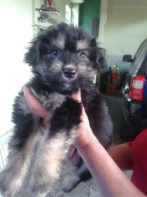 Cachorro ra a SRD idade 2 a 6 meses nome sem nome