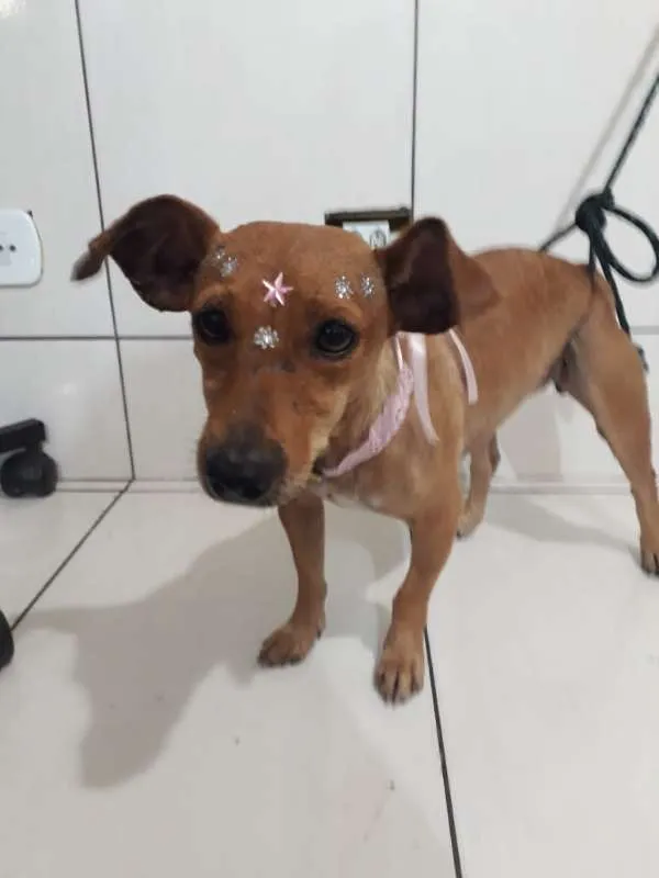 Cachorro ra a SRD idade 1 ano nome sem nome