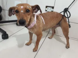 Cachorro raça SRD idade 1 ano nome sem nome