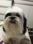 Snoopy 