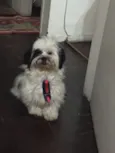 Snoopy 