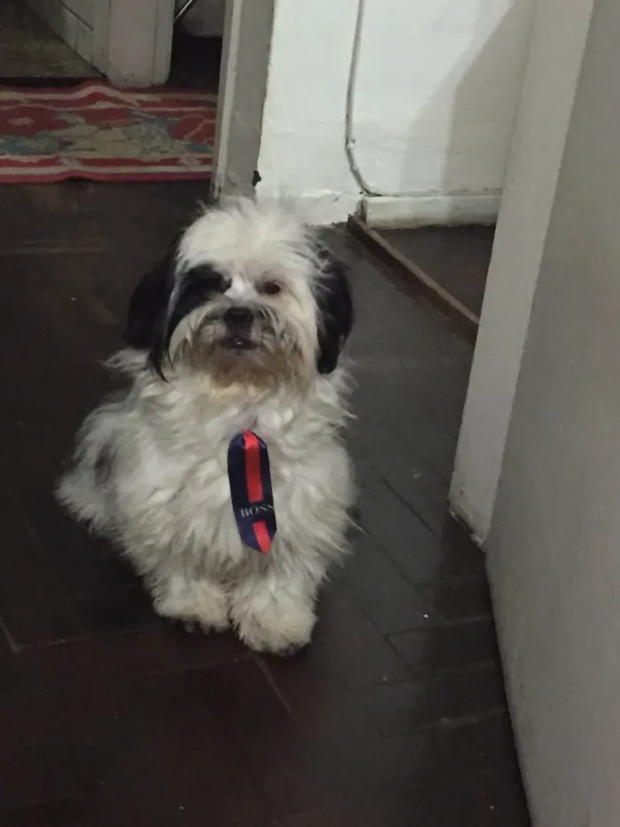 Cachorro ra a Lhasa Apso idade 2 anos nome Snoopy 