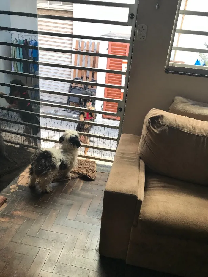 Cachorro ra a Lhasa Apso idade 2 anos nome Snoopy 