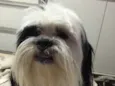 Snoopy 