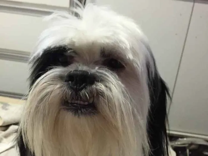 Cachorro ra a Lhasa Apso idade 2 anos nome Snoopy 