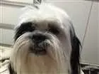 Cachorro raça Lhasa Apso idade 2 anos nome Snoopy 