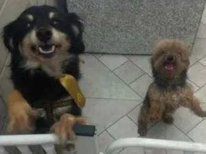 Cachorro raça SRD idade 6 ou mais anos nome Ralph e Benji