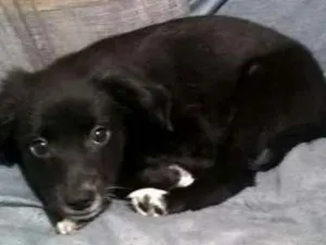 Cachorro raça não definida idade  nome Neguinho