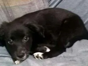 Cachorro raça não definida idade  nome Neguinho