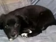 Neguinho