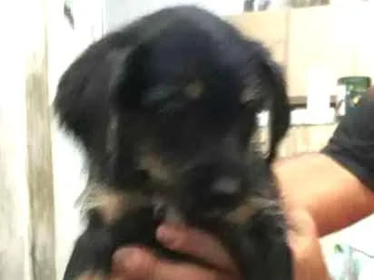 Cachorro ra a SRD idade 2 a 6 meses nome sem nome
