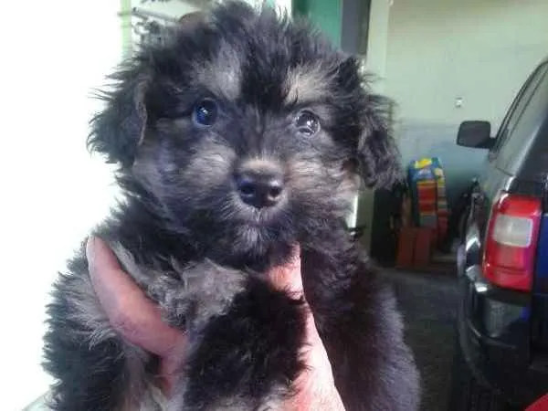 Cachorro ra a SRD idade 2 a 6 meses nome sem nome