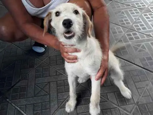 Cachorro ra a SRD idade 1 ano nome ted