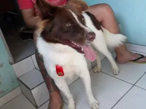 Cachorro raça Border Colier  idade 1 ano nome Woody