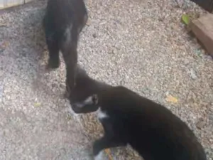 Gato raça sem raça idade 2 a 6 meses nome sem nome