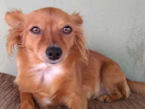 Cachorro raça fox paulistinha idade 3 anos nome giully