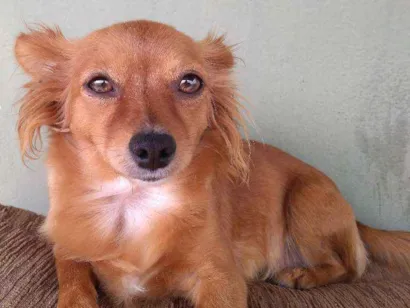 Cachorro raça fox paulistinha idade 3 anos nome giully