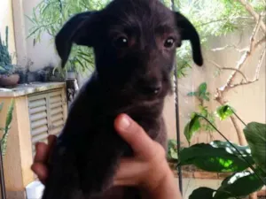 Cachorro raça SRD idade Abaixo de 2 meses nome Filhotes Comper 