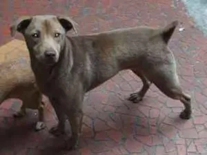 Cachorro raça vira lata idade 1 ano nome marrom