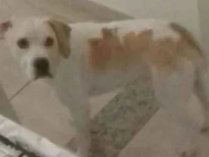 Cachorro raça vira lata idade 1 ano nome thor