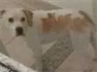 Cachorro raça vira lata idade 1 ano nome thor