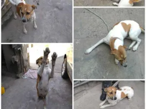 Cachorro raça Vira lata idade 3 anos nome Bubba