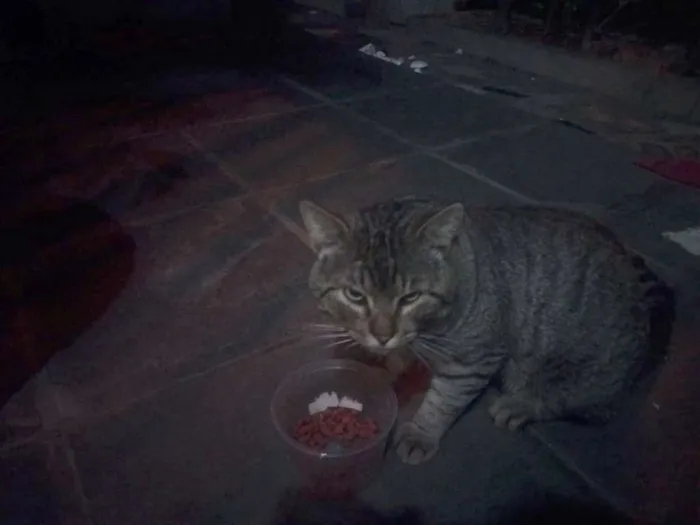 Gato raça SRD idade 2 anos nome ZICA