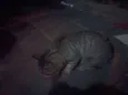 ZICA