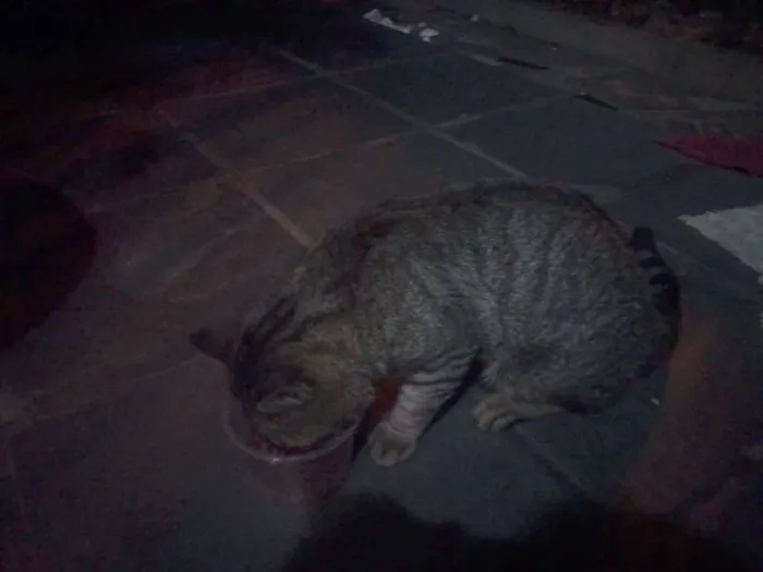 Gato raça SRD idade 2 anos nome ZICA