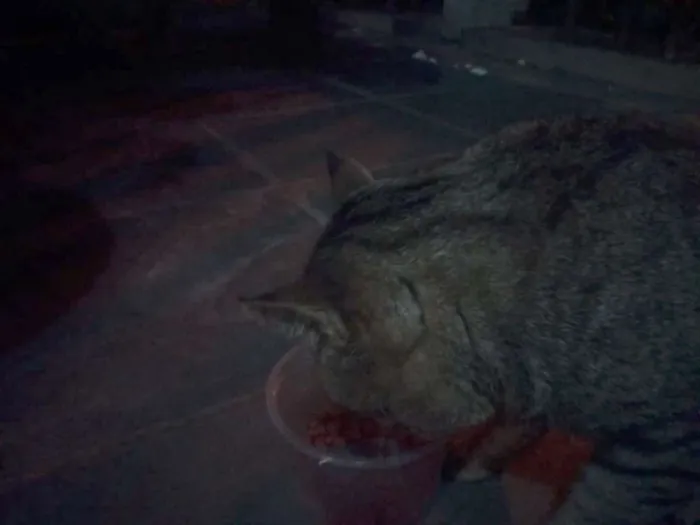 Gato raça SRD idade 2 anos nome ZICA
