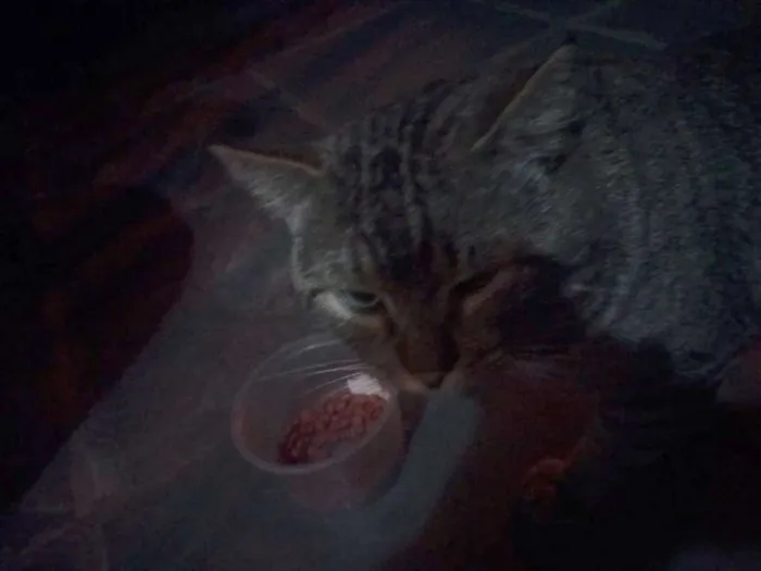 Gato raça SRD idade 2 anos nome ZICA