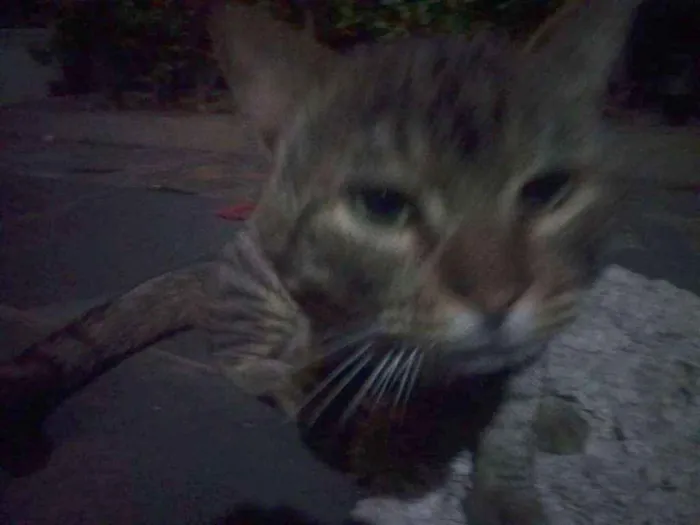 Gato raça SRD idade 2 anos nome ZICA