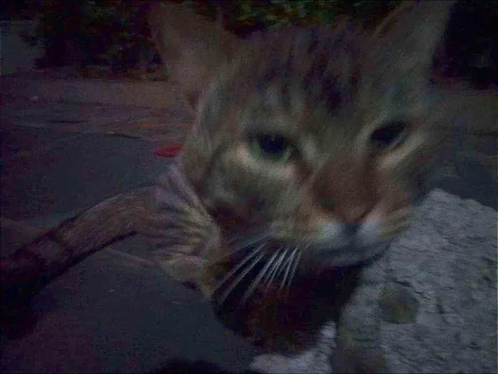 Gato raça SRD idade 2 anos nome ZICA
