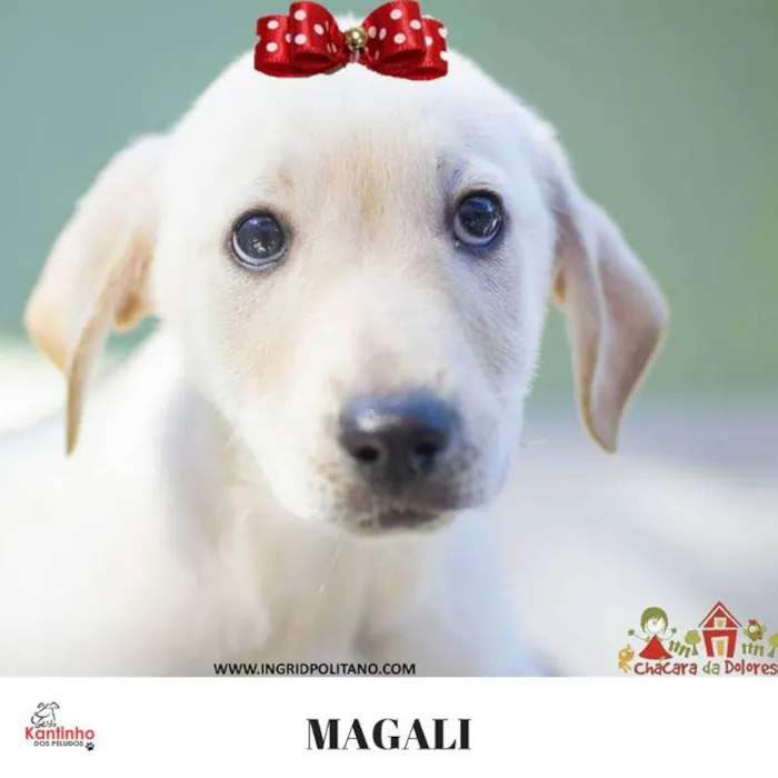 Cachorro ra a  idade 2 a 6 meses nome Magali Bebezinha
