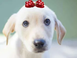 Cachorro raça  idade 2 a 6 meses nome Magali Bebezinha