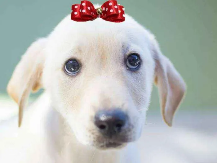 Cachorro ra a  idade 2 a 6 meses nome Magali Bebezinha