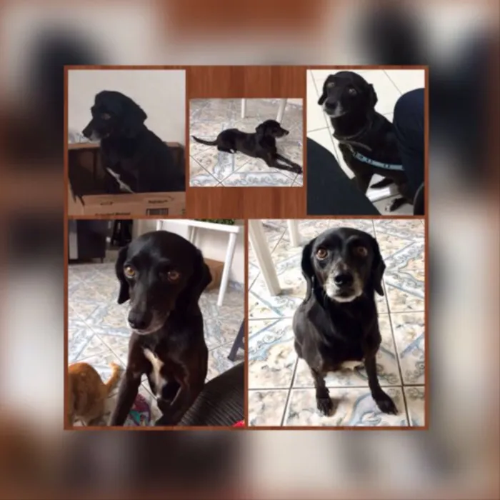 Cachorro ra a Vira-lata idade 6 ou mais anos nome Pitty