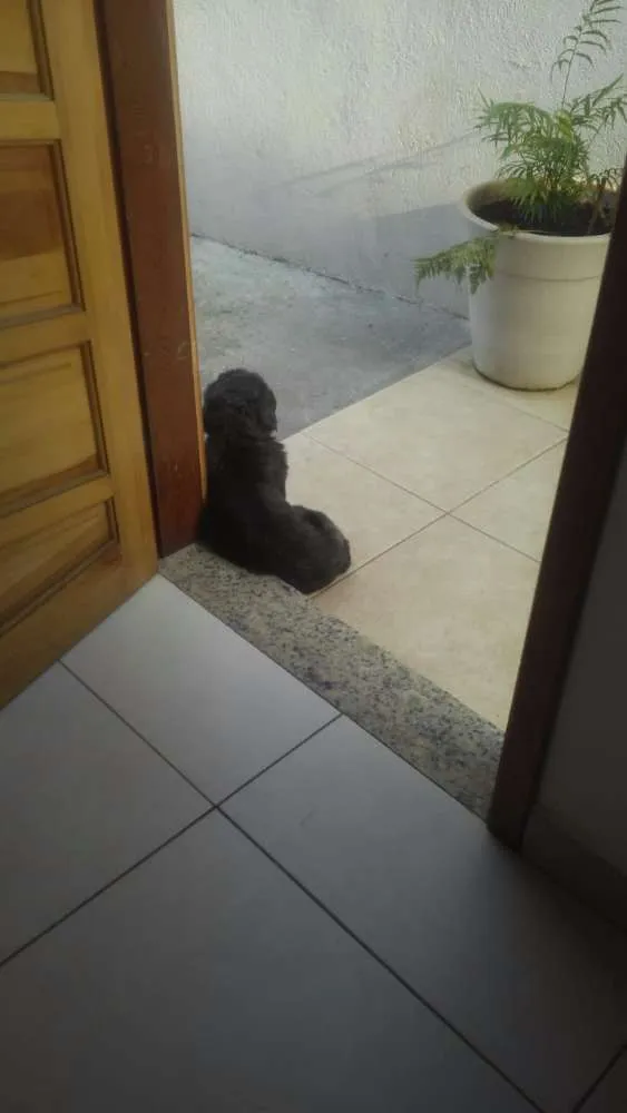 Cachorro ra a Shitzu idade 4 anos nome Neymar