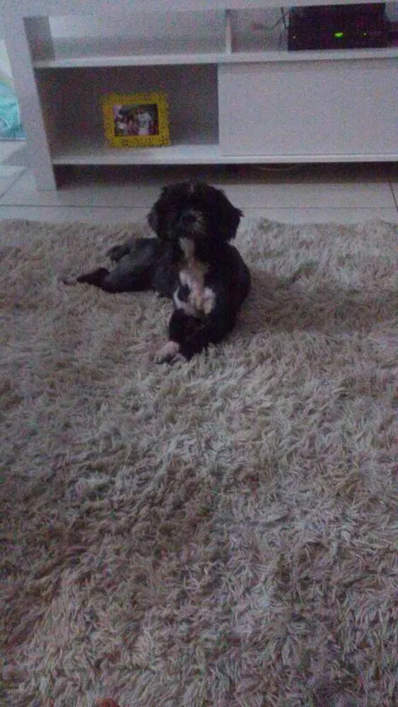 Cachorro ra a Shitzu idade 4 anos nome Neymar