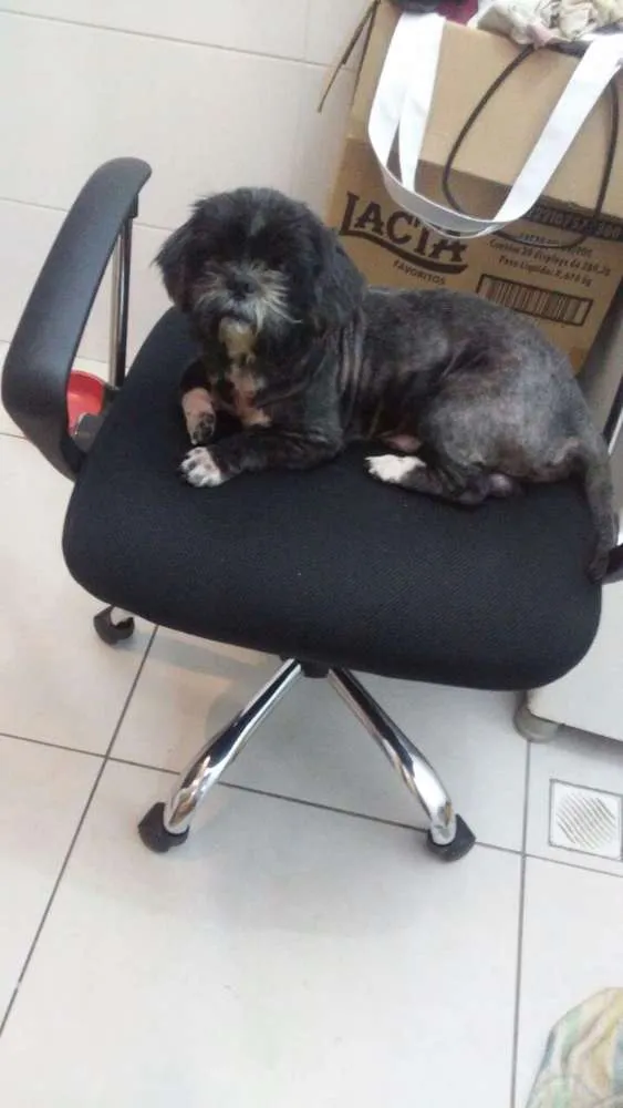 Cachorro ra a Shitzu idade 4 anos nome Neymar